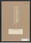 Navicula transversa A.S. (de-Toni-Nr.: Genus 1, Species 148) Zeichnungen Sammlung Grunow Nr. 454 (NHMW-BOT-W0366778)